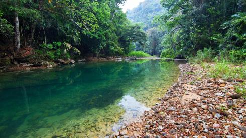 Belizean jungle